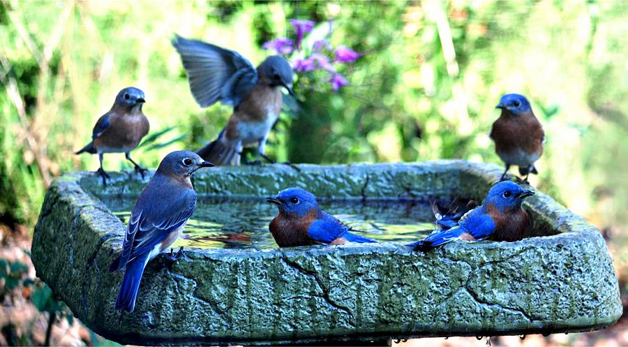 6 Bluebirds Bathing Digital Art by Carrie OBrien Sibley