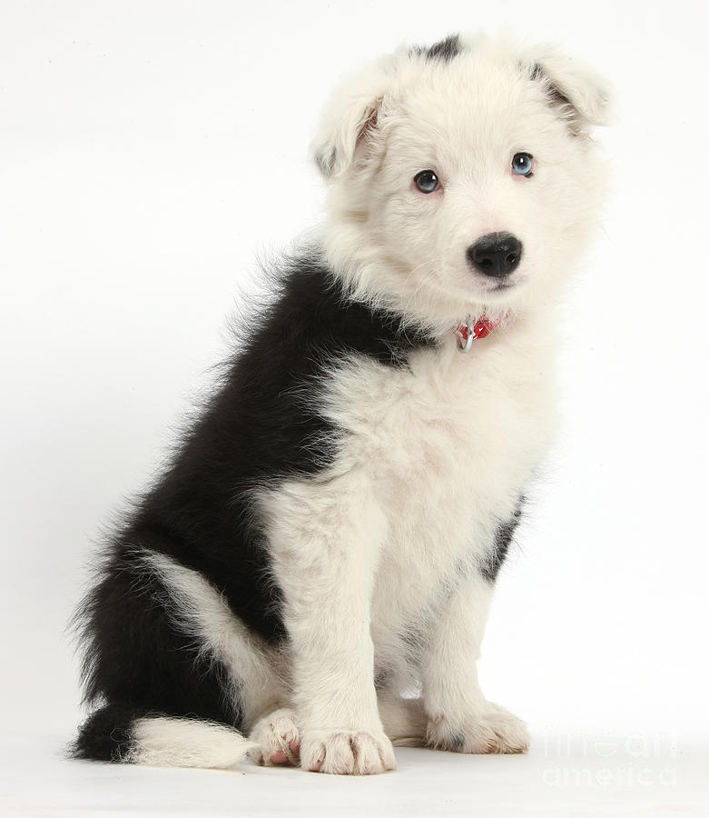 Nature Photograph - Border Collie Puppy #6 by Mark Taylor