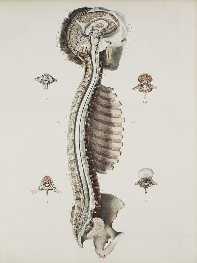 Nerve Photograph - Brain And Spinal Cord, 1844 Artwork #6 by 