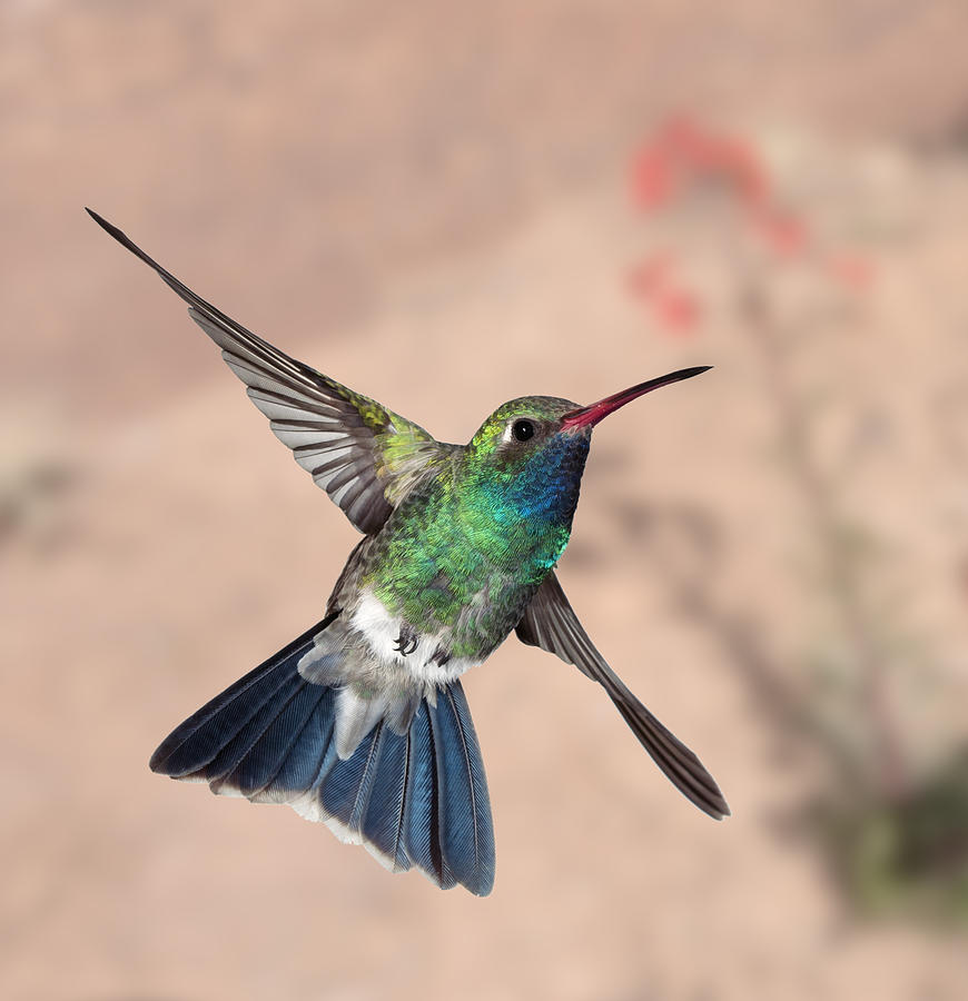 Broadbill Hummingbird #6 Photograph by Gregory Scott