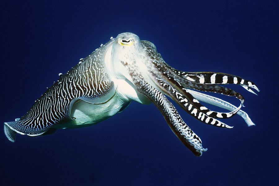 cuttle clawfish