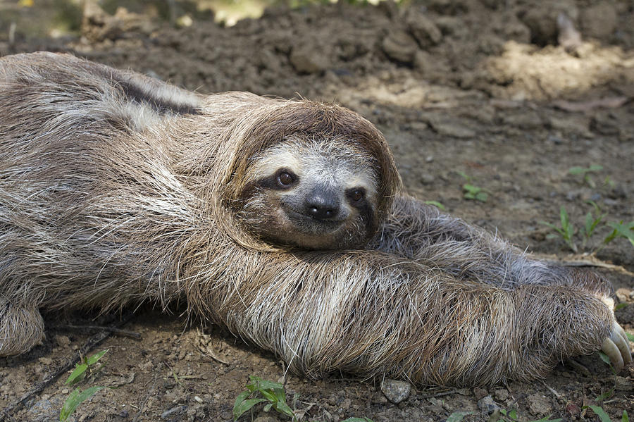 Brown-throated Three-toed Sloth #6 Photograph by Suzi Eszterhas