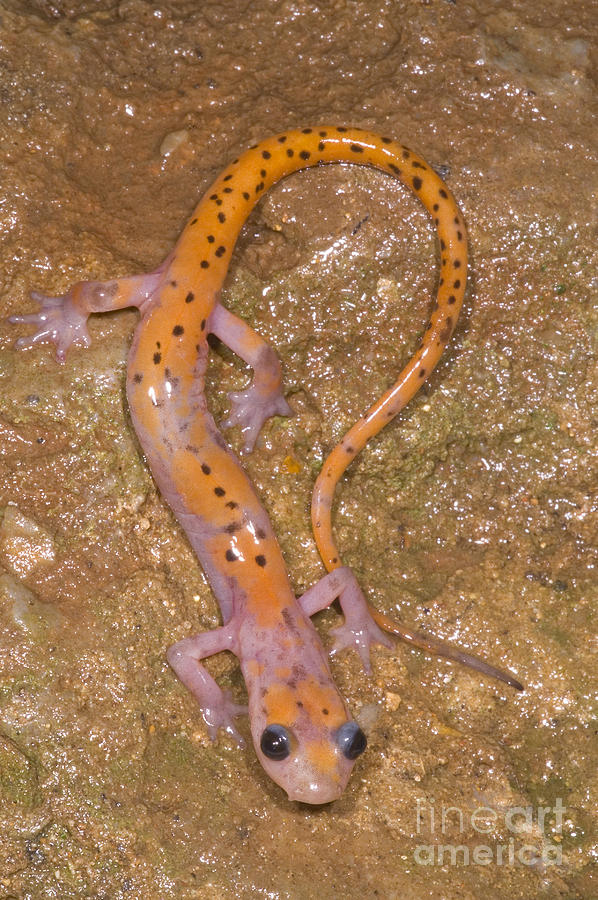 Wildlife Photograph - Cave Salamander #6 by Dante Fenolio