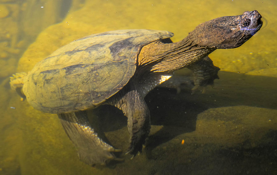 Cedar Falls snapping turtle Photograph by Brian Stevens - Fine Art America