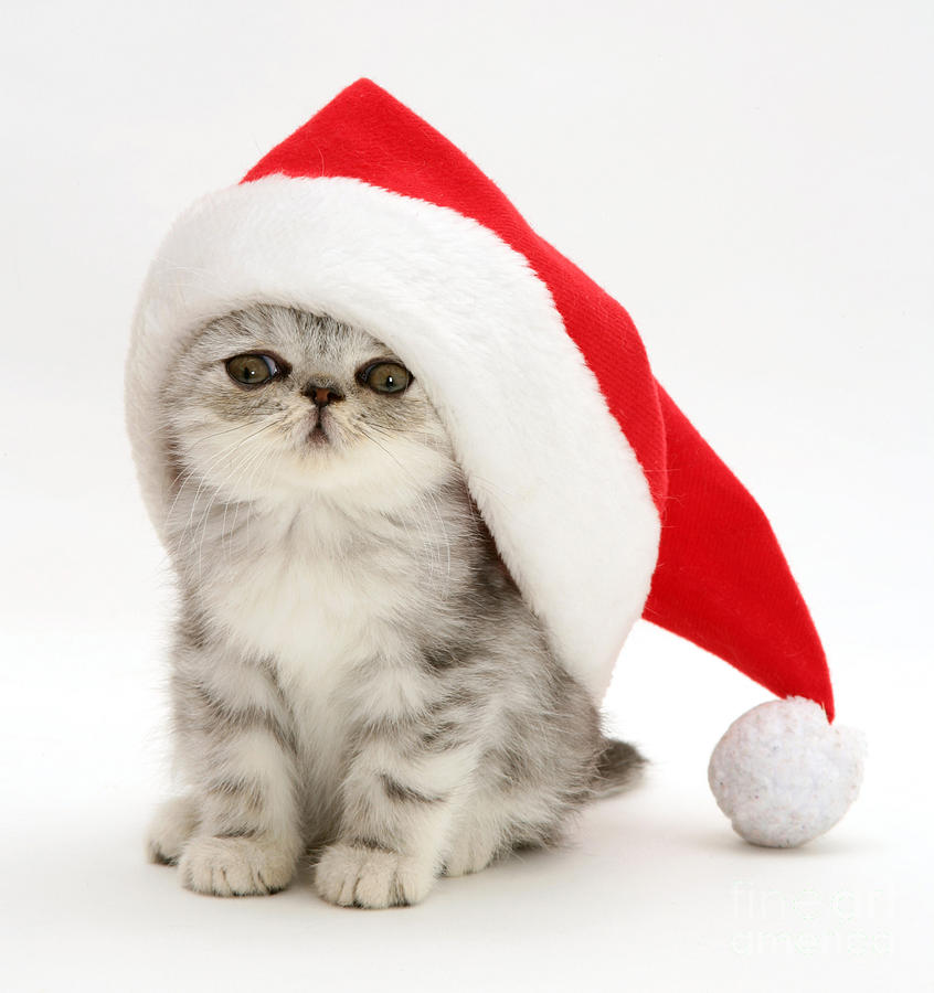 Christmas Kitten #1 Photograph by Jane Burton