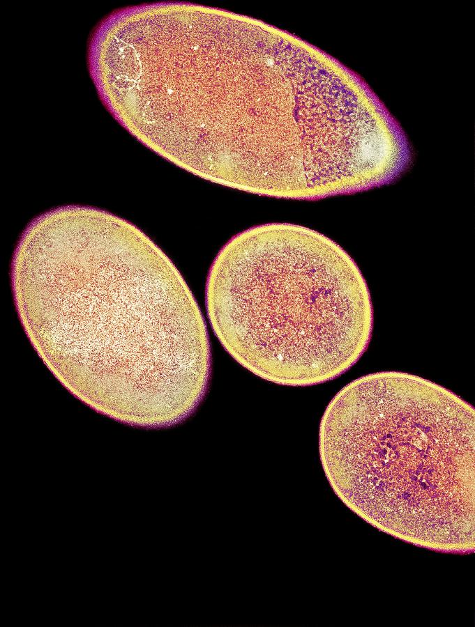 Clostridium Difficile Bacteria Tem Photograph By Dr Kari Lounatmaa