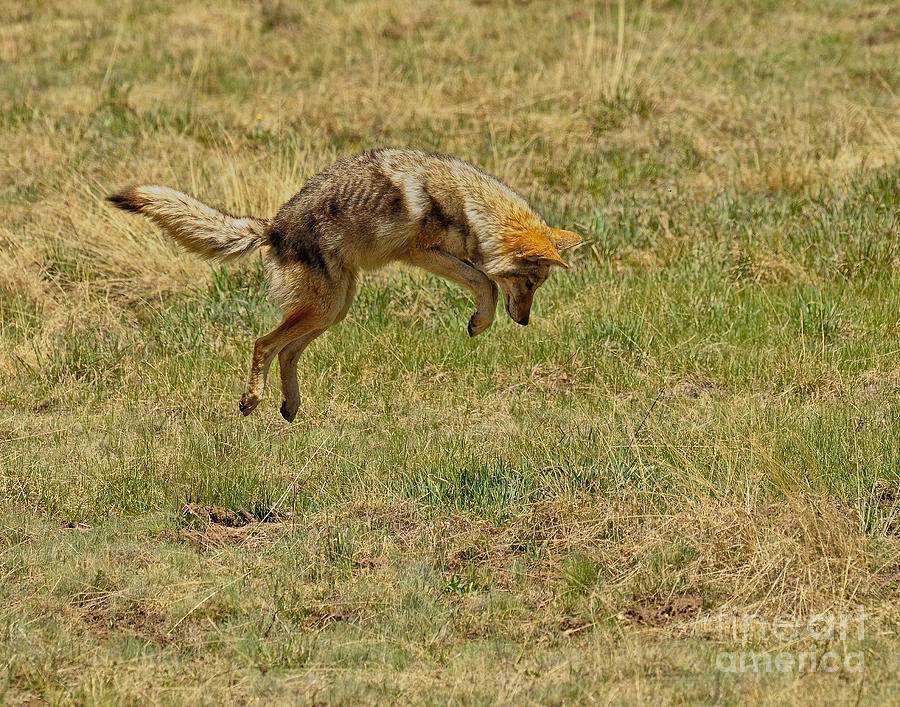 Coyote Hunting #7 Photograph by Dennis Hammer