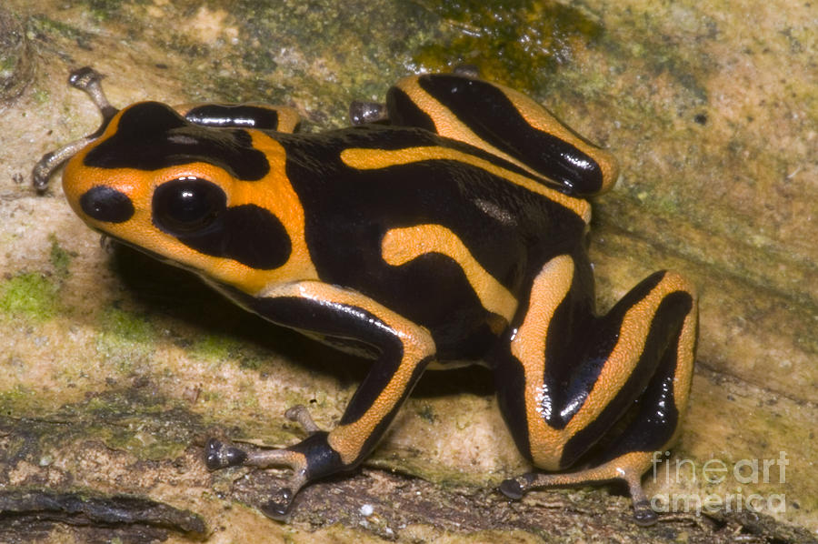 Crowned Poison Frog #6 Photograph by Dante Fenolio