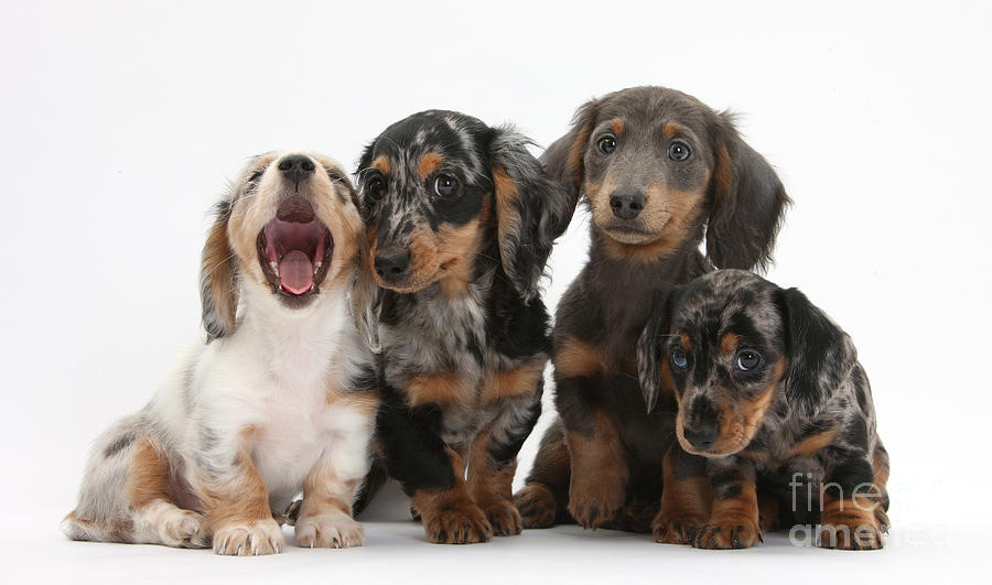Dachshund Pups #8 Photograph by Mark Taylor