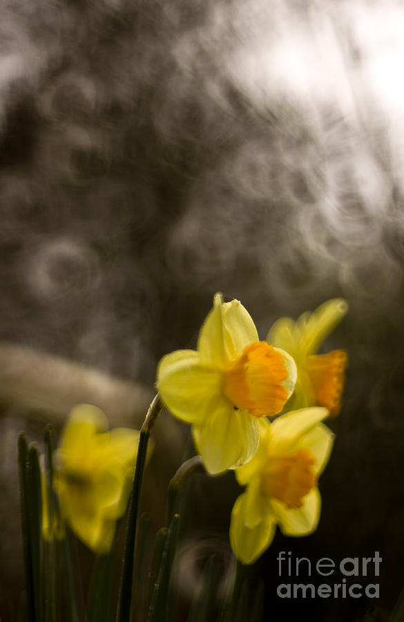 Daffodils #6 Photograph by Ang El
