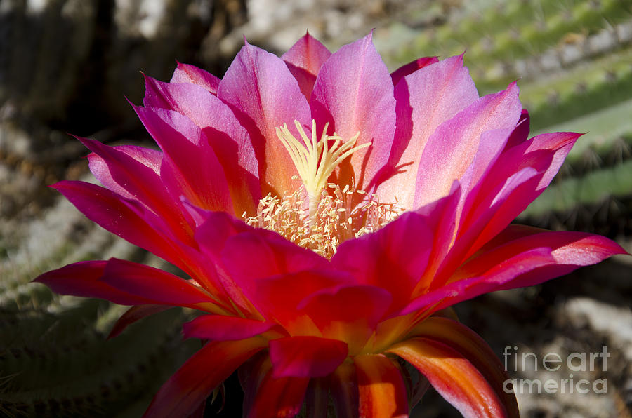 Dark pink cactus flower #6 Photograph by Jim And Emily Bush