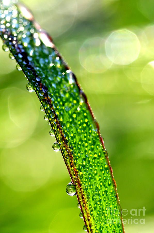 Summer Photograph - Dewdrops on Lemongrass #6 by Thomas R Fletcher