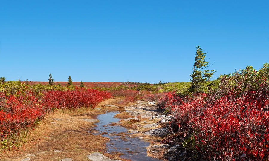Dolly Sods Wilderness #7 Photograph by Mary Almond