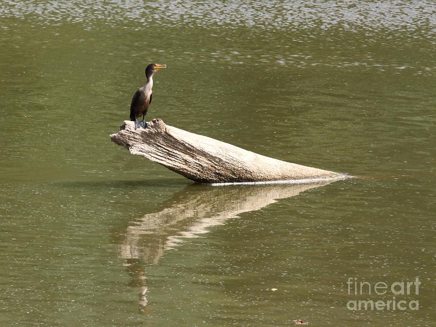Nature Photograph - Double-crested Cormorant #6 by Jack R Brock