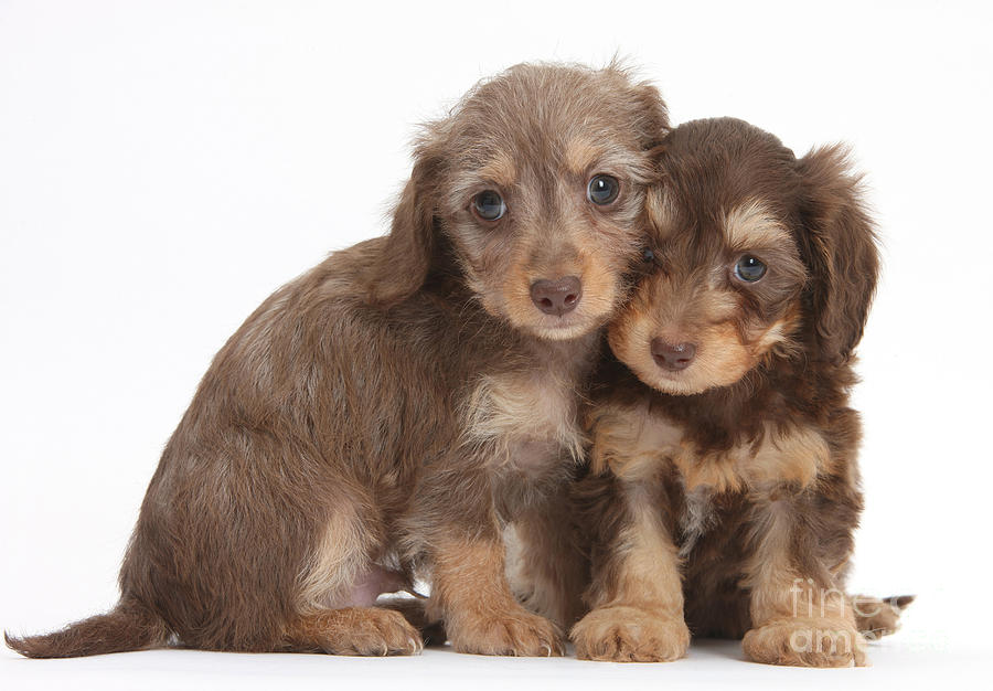 Doxie-doodle Puppies #6 Photograph by Mark Taylor