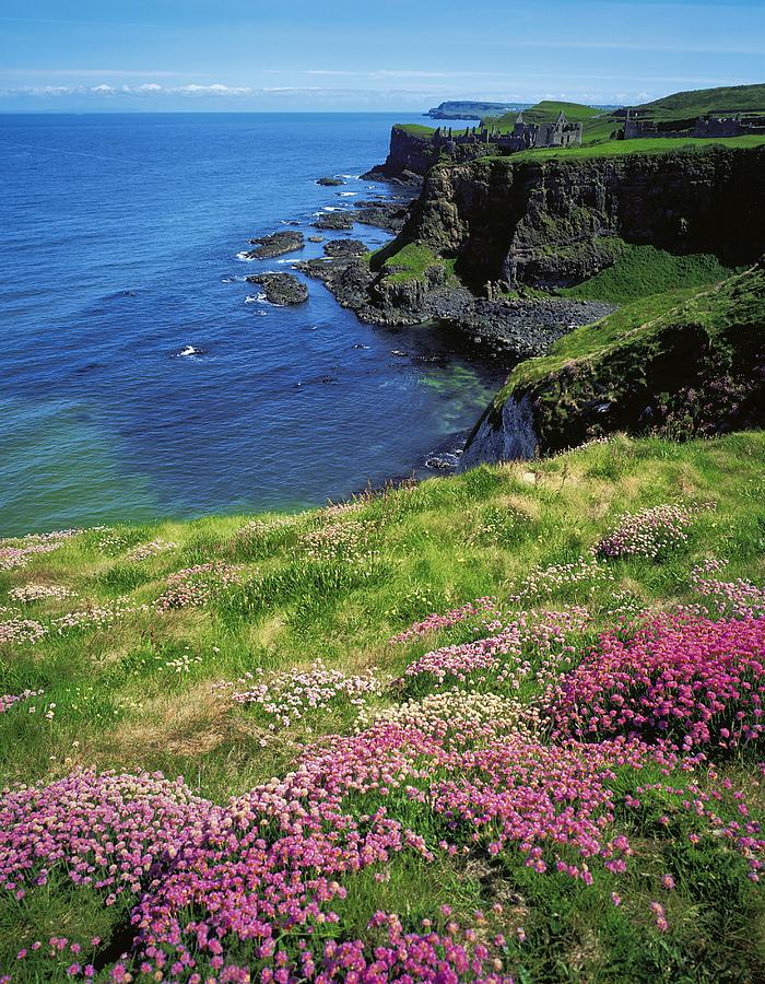 Flower Photograph - Dunluce Castle, Co Antrim, Ireland #6 by The Irish Image Collection 