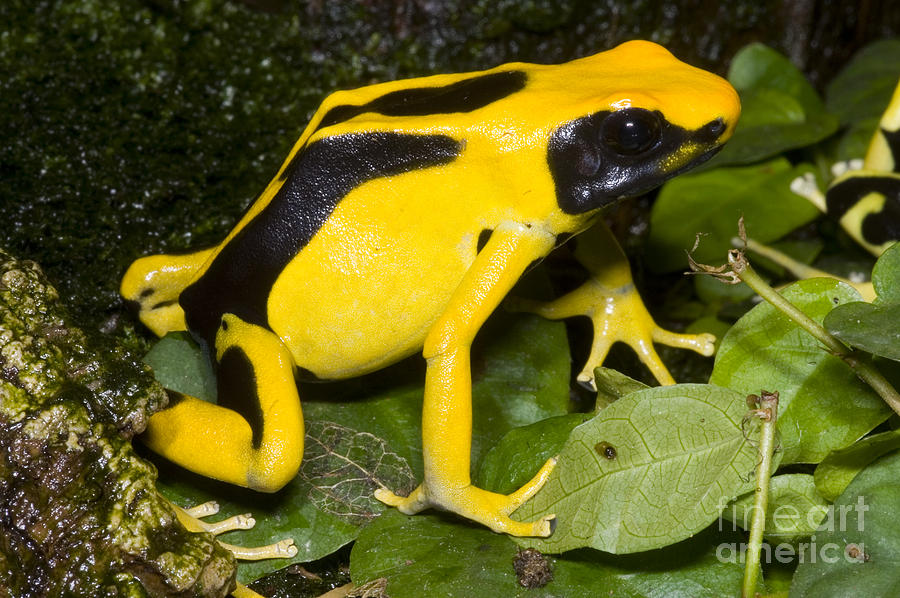Dyeing Poison Frog #6 Photograph by Dante Fenolio