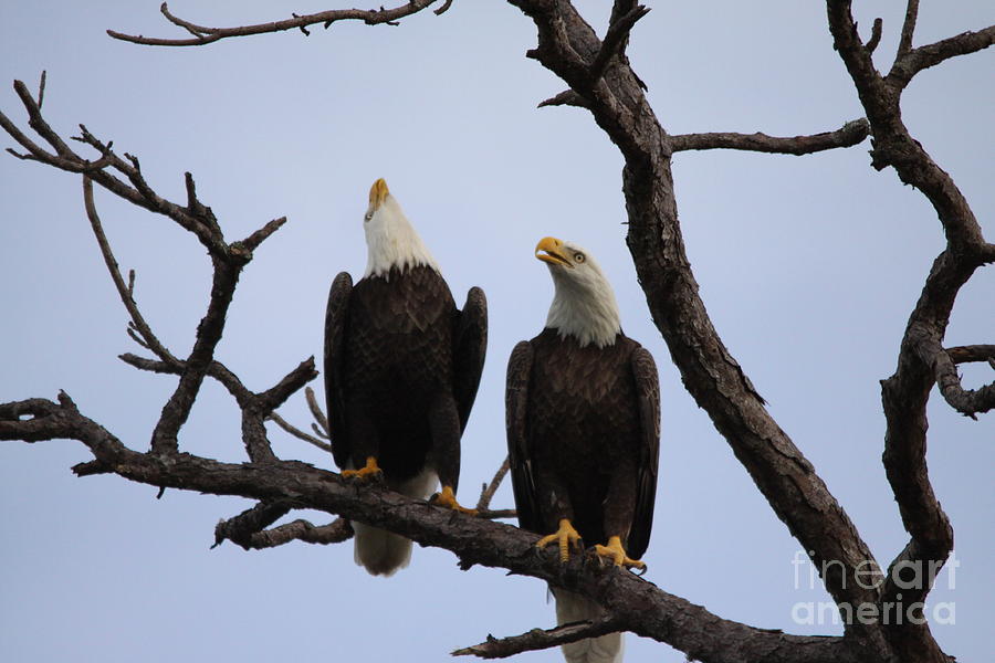 Eagles #6 Photograph by Jeanne Andrews