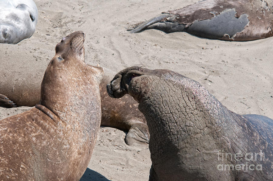 Elephant Seal Colony on Big Sur  #6 Digital Art by Carol Ailles
