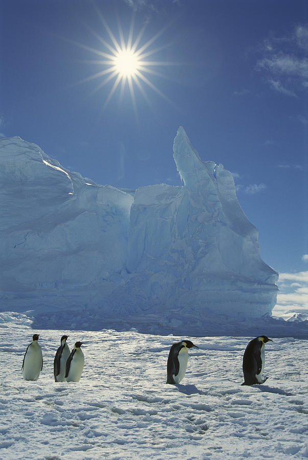 Emperor Penguin Aptenodytes Forsteri #6 Photograph by Tui De Roy
