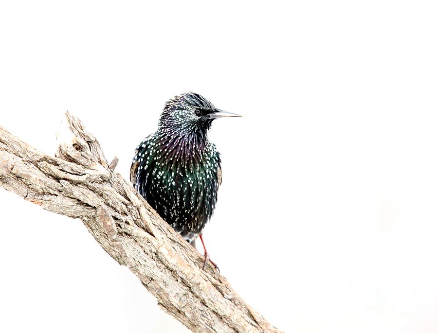 European Starling #6 Photograph by Jack R Brock