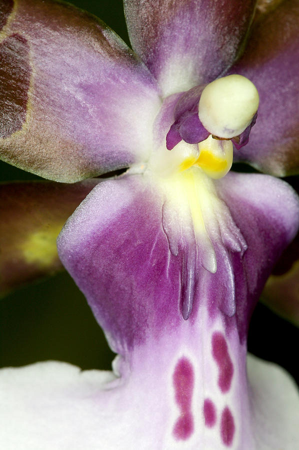 Exotic Orchid Flower #6 Photograph by C Ribet