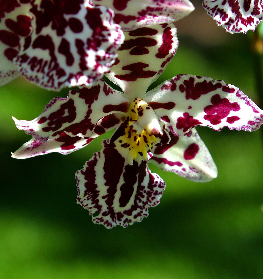 Exotic Orchids of C Ribet #6 Photograph by C Ribet