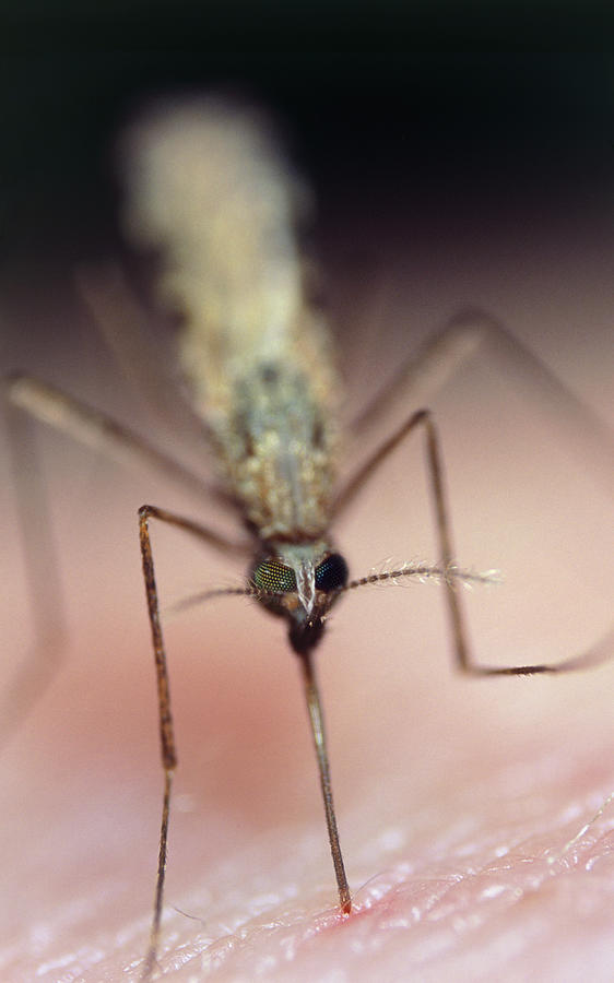 Feeding Mosquito Photograph By Sinclair Stammers Fine Art America