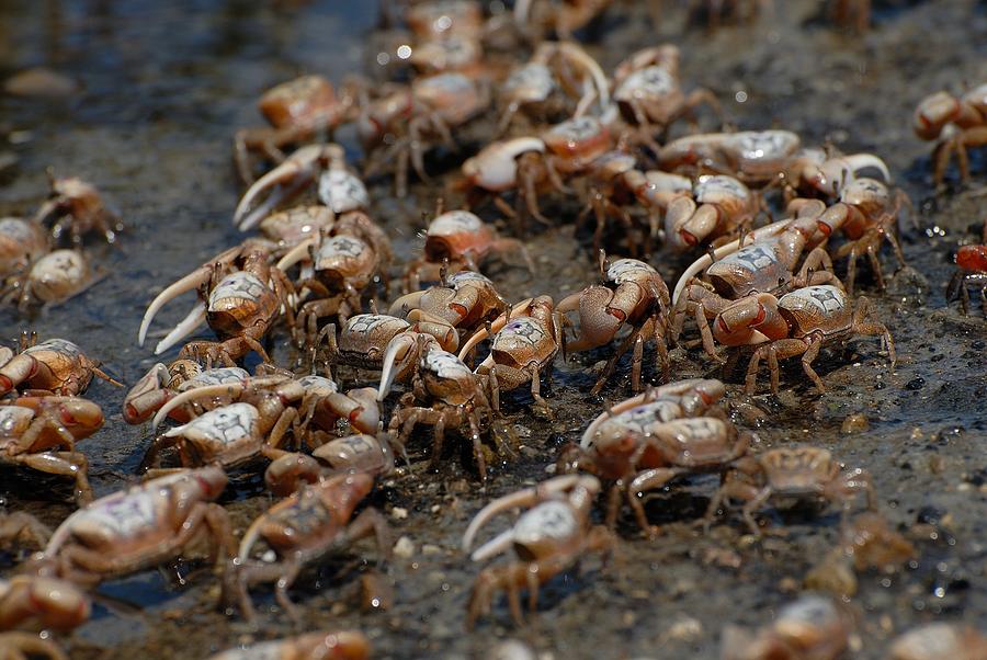 Fiddler crabs #6 Photograph by David Campione