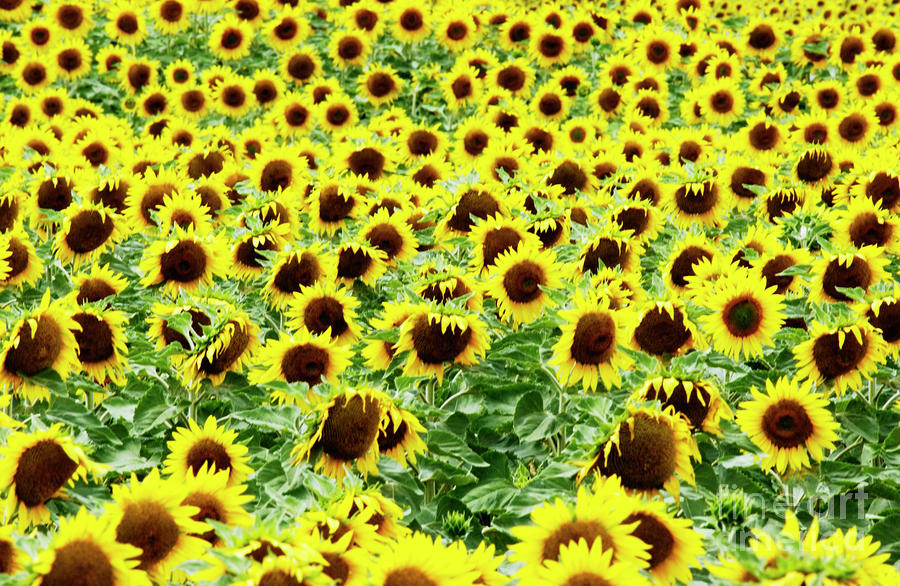 Puy De Dome Photograph - Field of sunflowers #6 by Bernard Jaubert