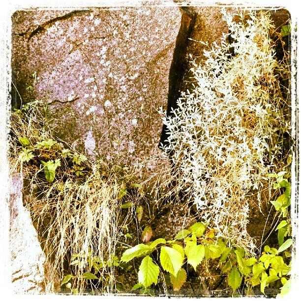 Nature Photograph - #flower #blossom #nature #plant #plants #6 by Line Jensen