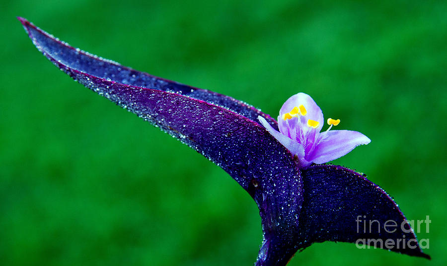 Purple Flowers Photograph - Flower #6 by Lenroy Johnson