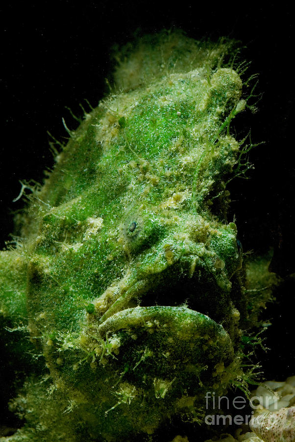 Frogfish #6 Photograph by Dant Fenolio