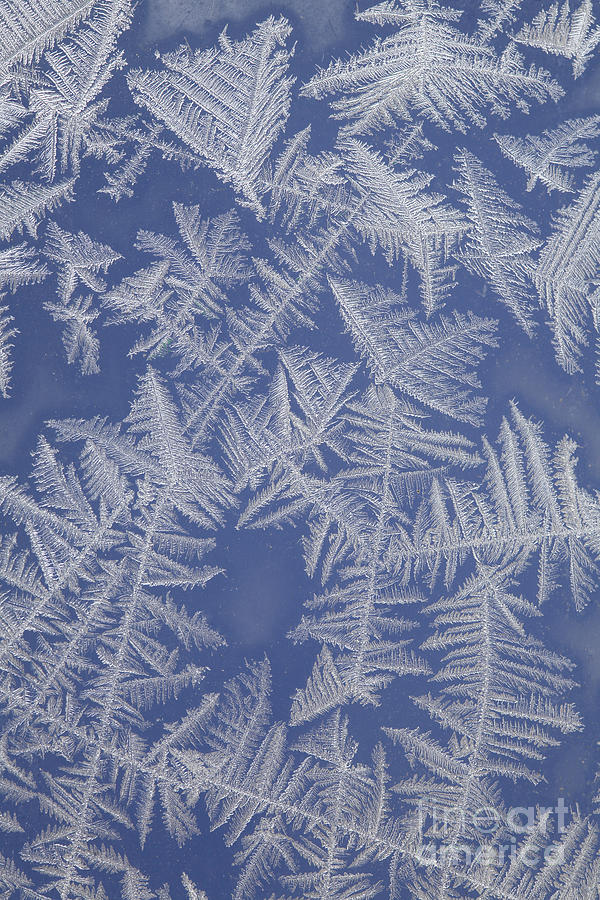 Frost On A Window #6 Photograph by Ted Kinsman