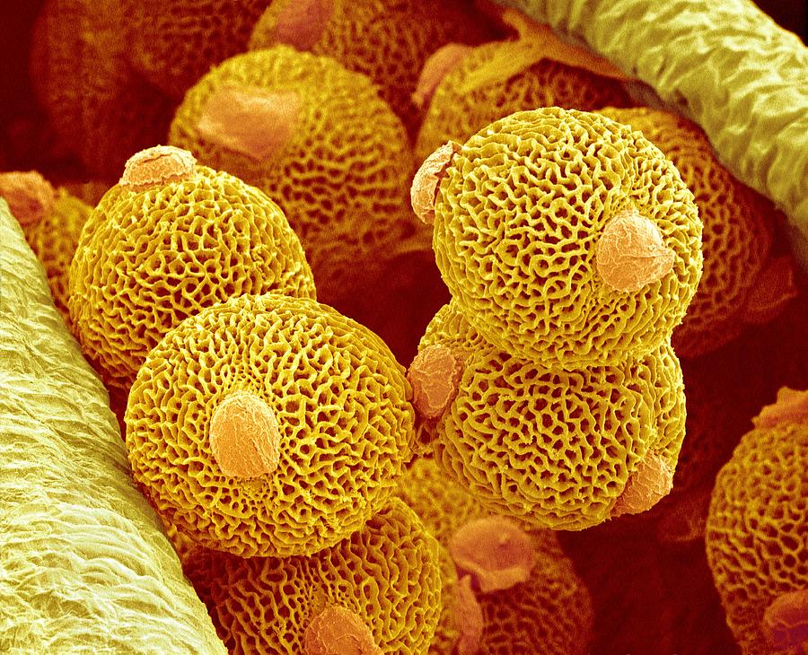 Geranium Pollen, Sem Photograph by Susumu Nishinaga - Pixels