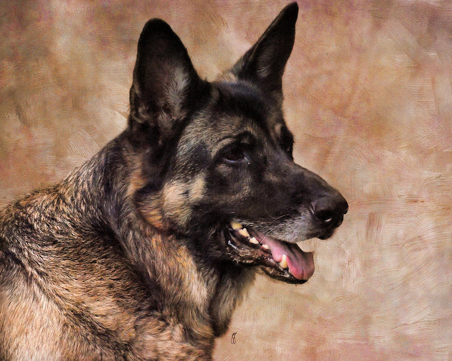 German Shepherd Photograph by Jai Johnson German Shepherd Photograph by Jai Johnson