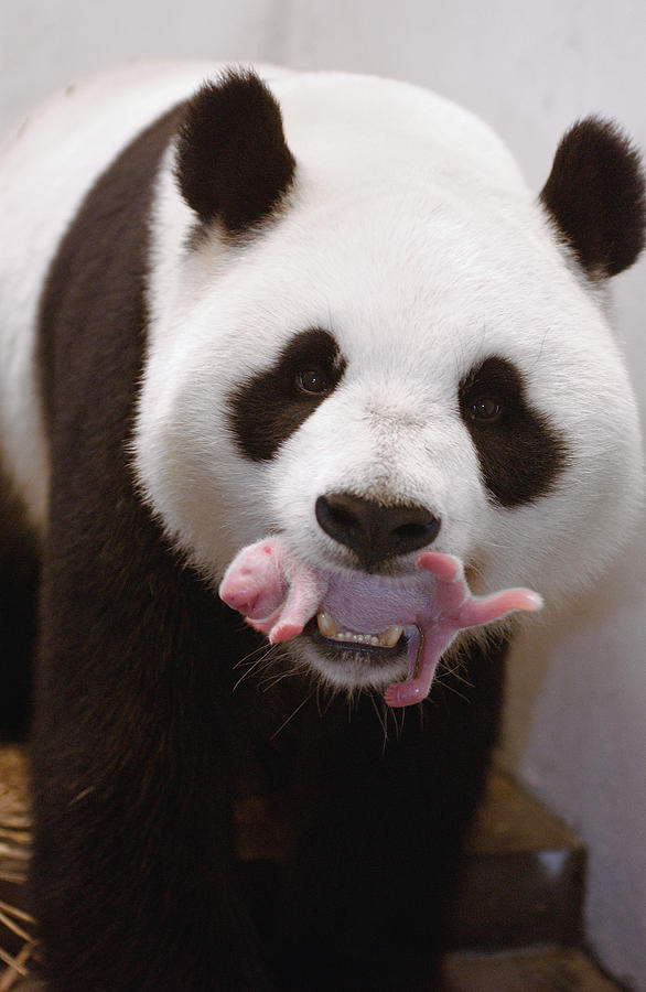 Giant Panda Carrying Newborn Photograph by Katherine Feng