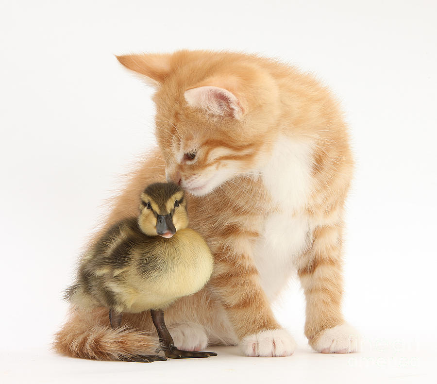 Ginger Kitten And Mallard Duckling #6  by Mark Taylor