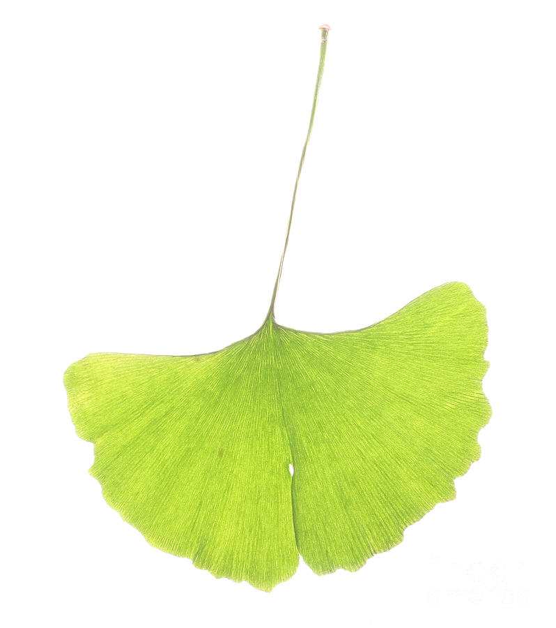 Ginkgo Leaf Photograph by Photo Researchers, Inc. - Fine Art America