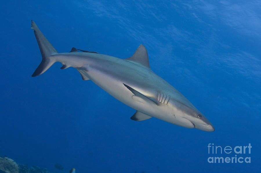 Gray Reef Shark. Papua New Guinea #6 Photograph by Steve Jones