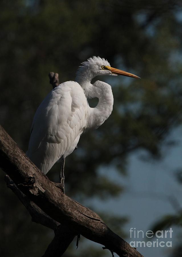 Great Egret #6 Photograph by Jack R Brock