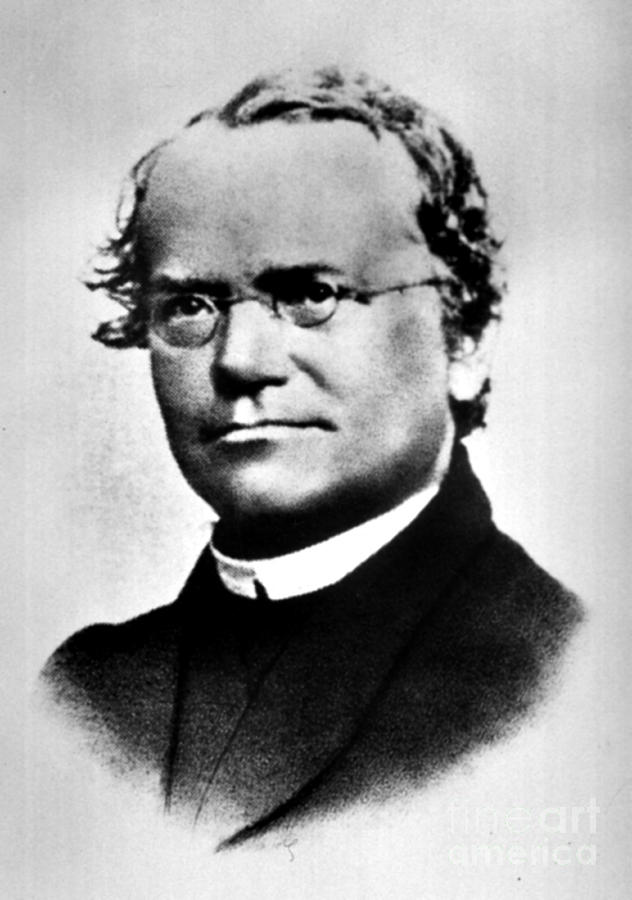 Gregor Mendel, Father Of Genetics #7 Photograph by Science Source