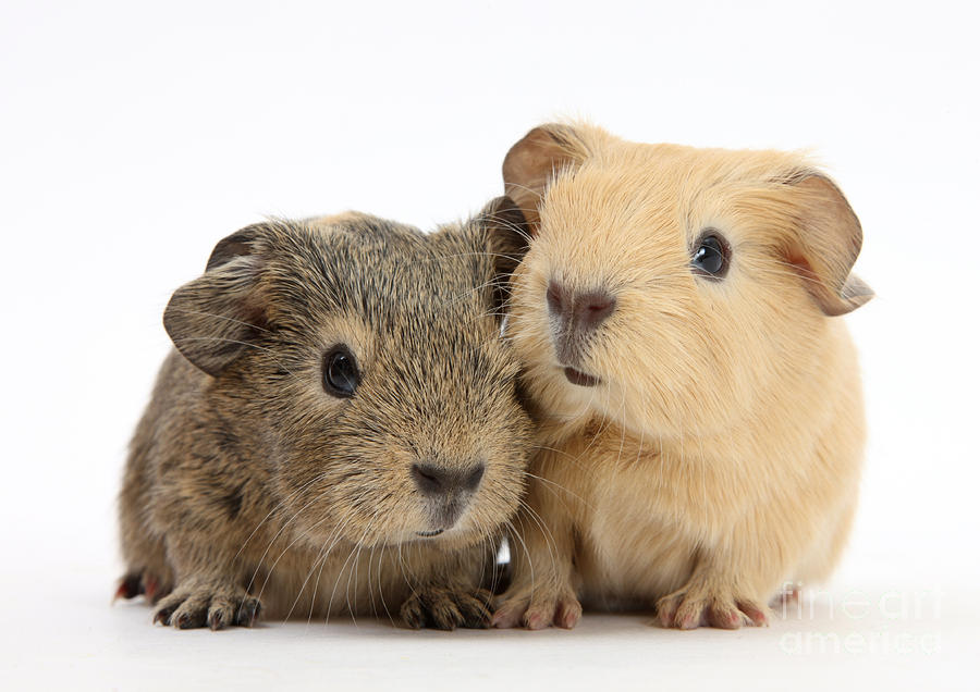 Guinea Pigs #6 Photograph by Mark Taylor