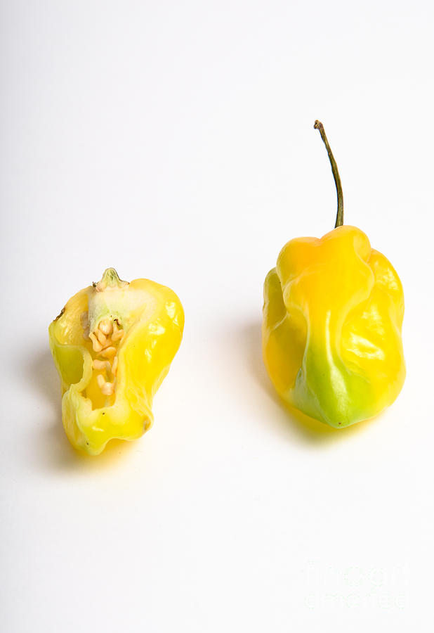 Habanero Chili Pepper #6 Photograph by Photo Researchers, Inc.