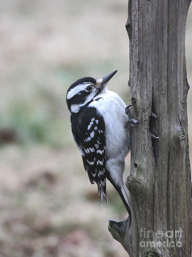 Hairy Woodpecker #6 Photograph by Jack R Brock