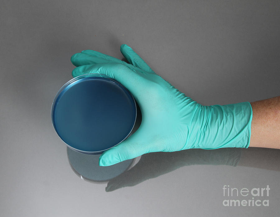 Hand Holding Petri Dish #6 Photograph by Photo Researchers
