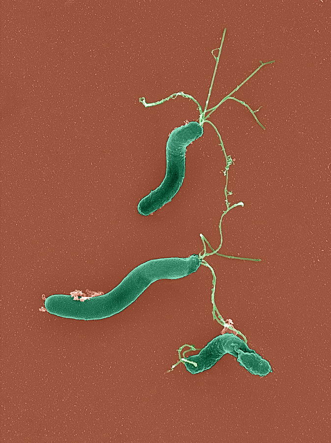 Helicobacter Pylori Photograph - Helicobacter Pylori Bacteria, Sem #6 by 
