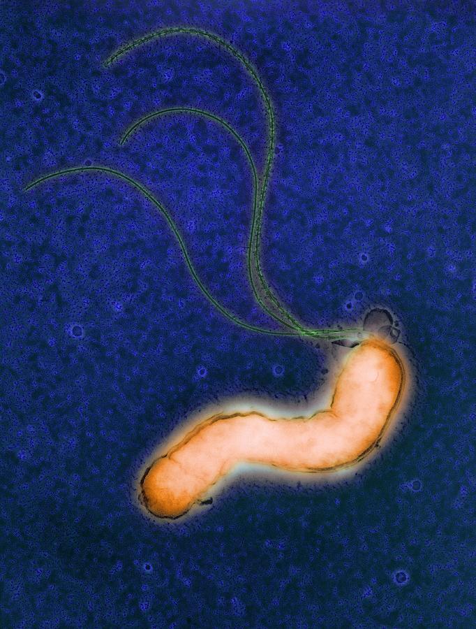 Helicobacter Pylori Photograph - Helicobacter Pylori Bacterium #6 by Nibsc