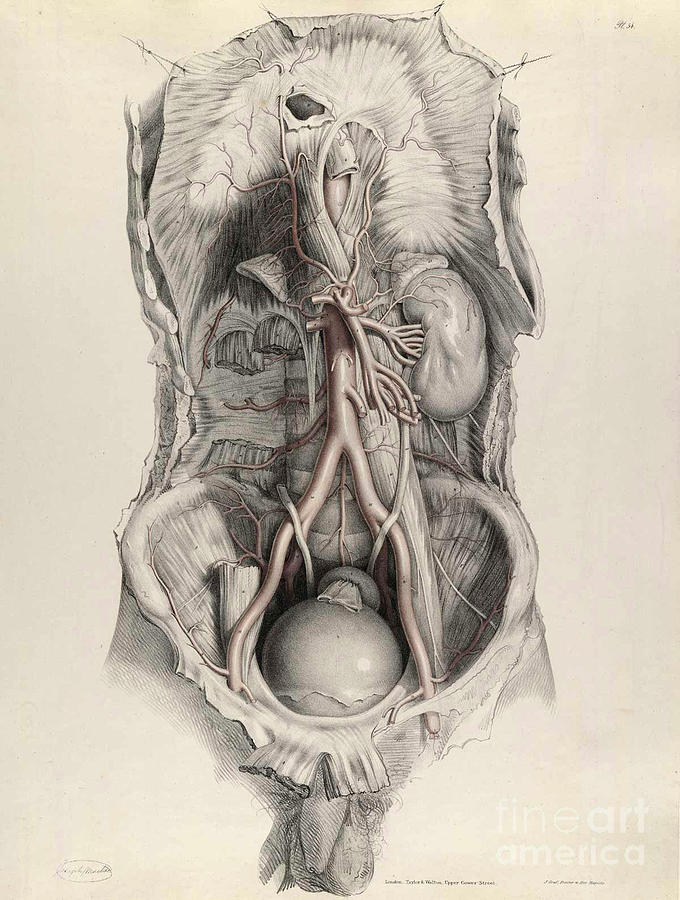 Historical Anatomical Illustration #58 Photograph by Science Source