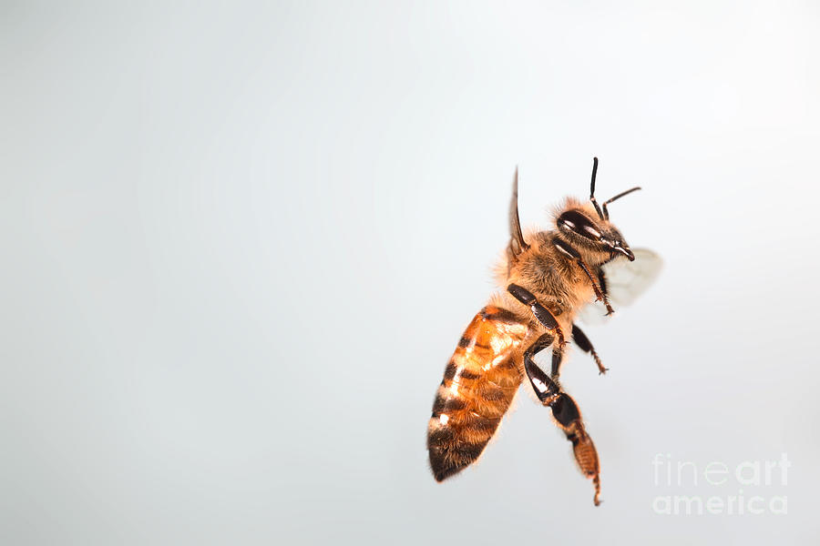 Animal Photograph - Honey Bee In Flight #6 by Ted Kinsman
